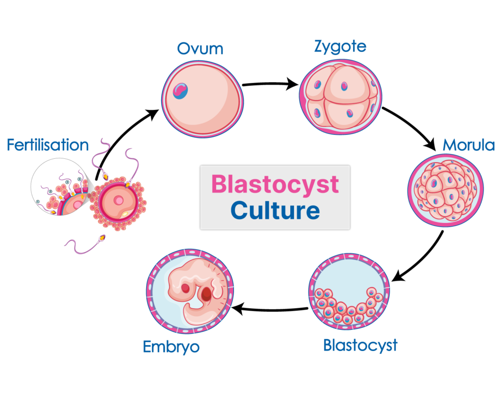 Blastocyst-Cultures